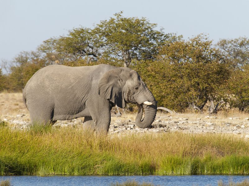 Elephant, Etosha National Park, Rietfontein